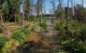 Fôret alluviale.jpg