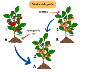Principe de la greffe.png