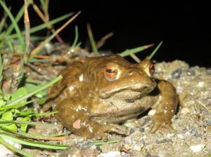 Mâle crapaud commun.jpg