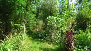 Photo jardin-forêt.JPG