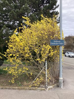 Forsythia.jpeg