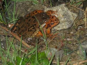 Accouplement de grenouilles rousses.jpg