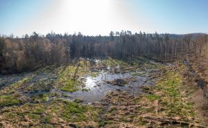 Zone humide de Mathalen.jpg