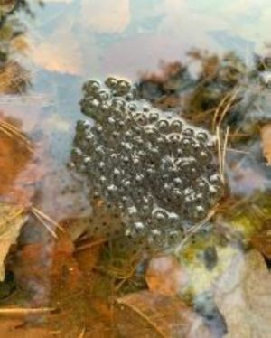 Oeufs de grenouilles rousses.jpg